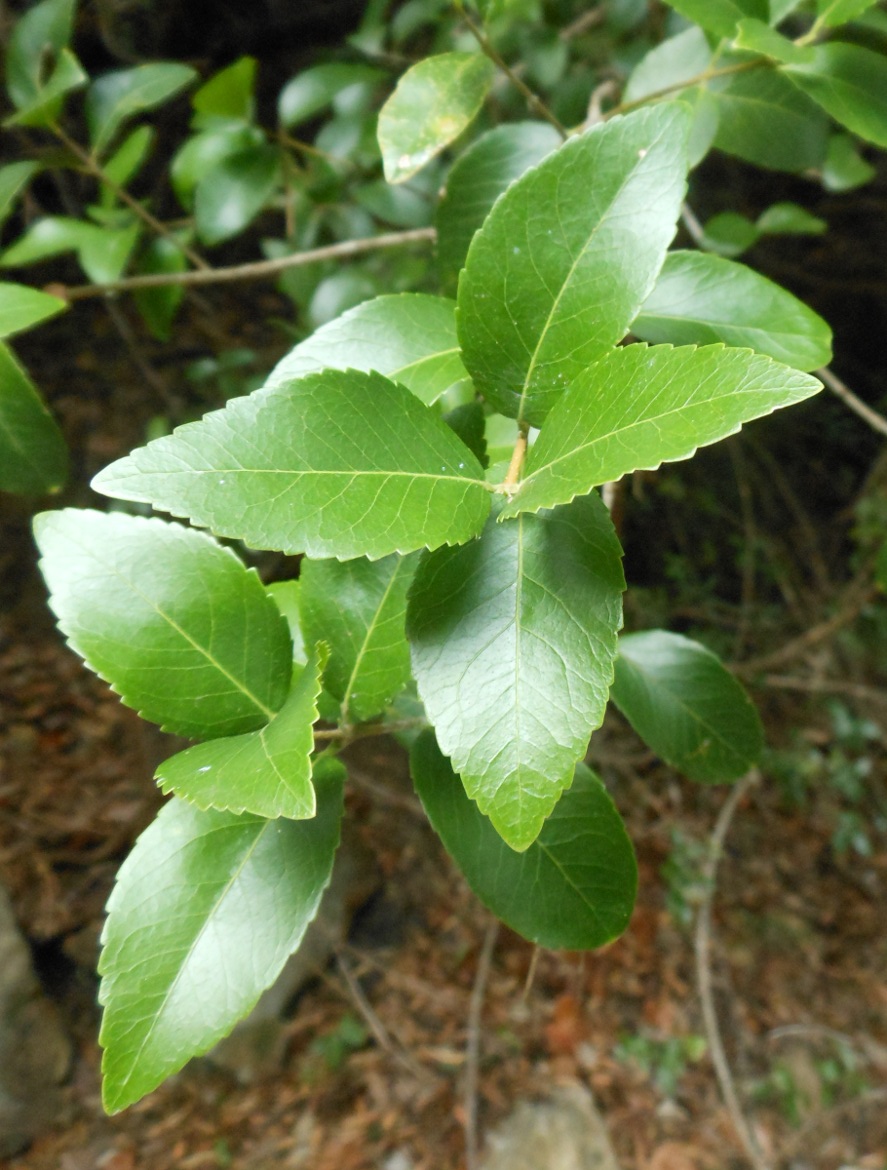 Phillyrea latifolia L. / Fillirea